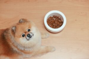natures menu pet dog food