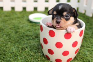 Cute little puppy in a cup