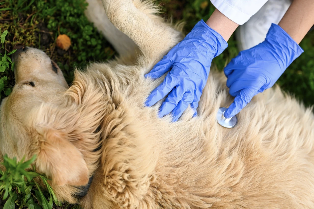 Unmasked Understanding The Threat Of Canine Parvovirus And How To Protect Your Dog