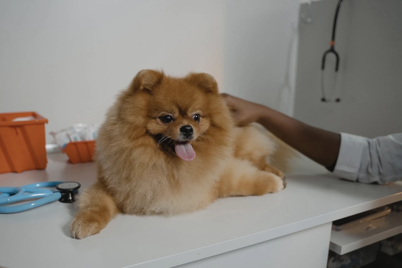 Grooming 2023: Transforming Your Dog's Look-From Scruffy To Stunning