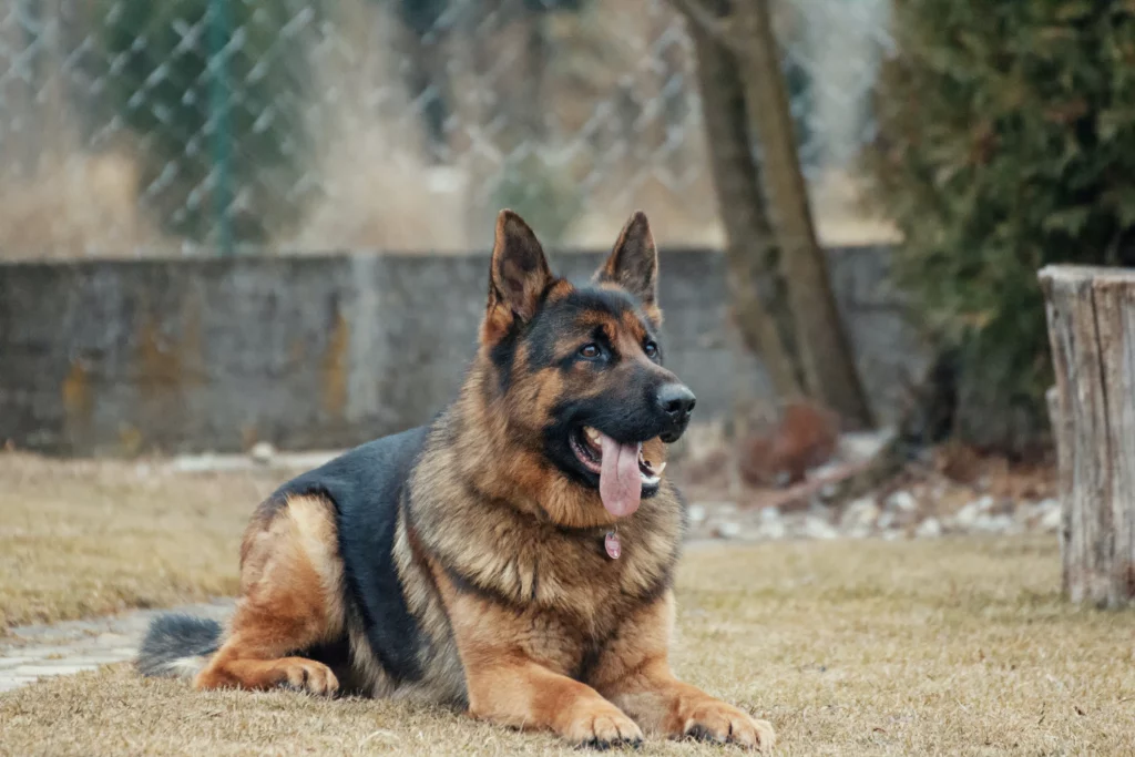 German Shepherds dog breed