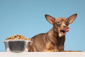 Royal Canin Dog Food review