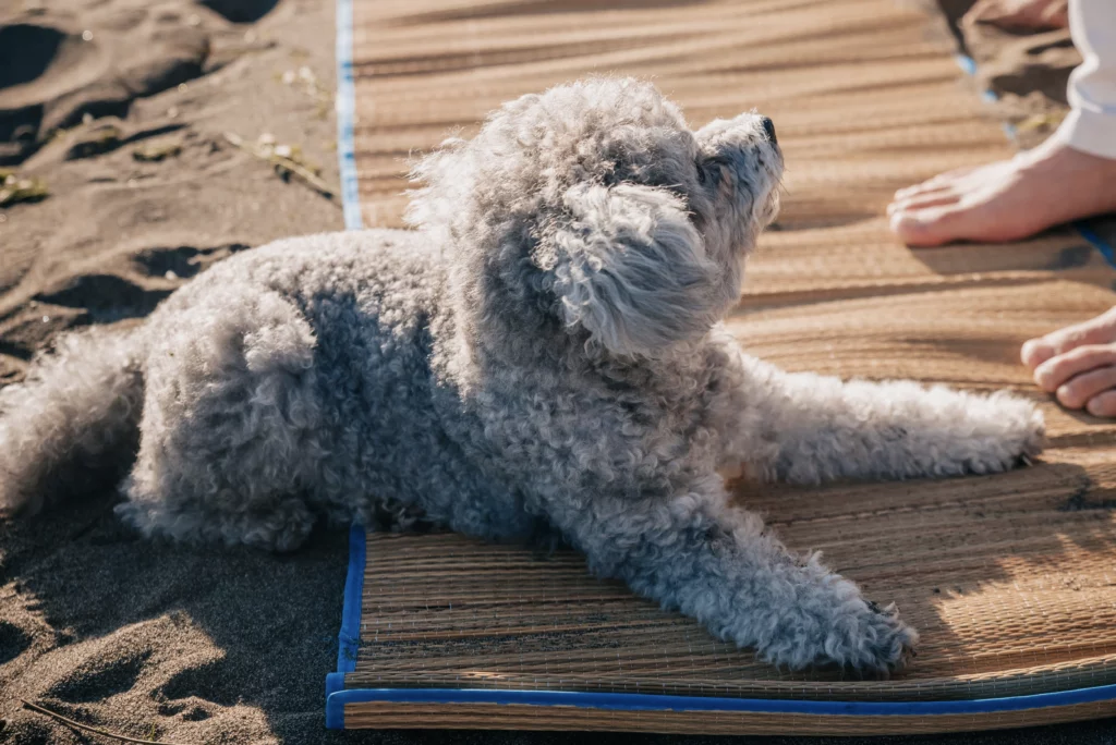 dog cooling mats beating summer heat