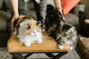 Maine Coon kittens Breed