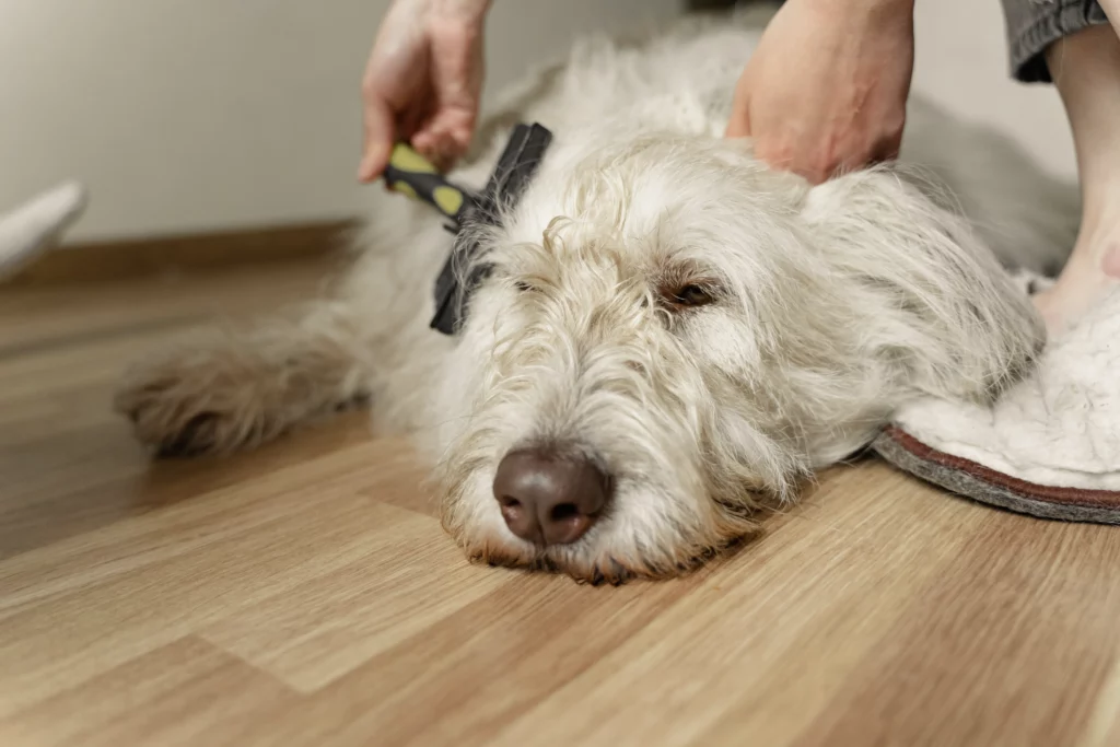 pet hair grooming dog lint roller
