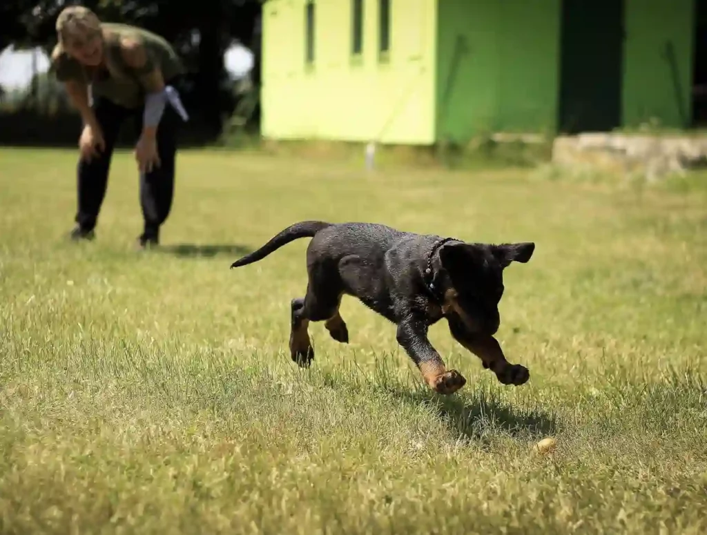 smart canines dog training