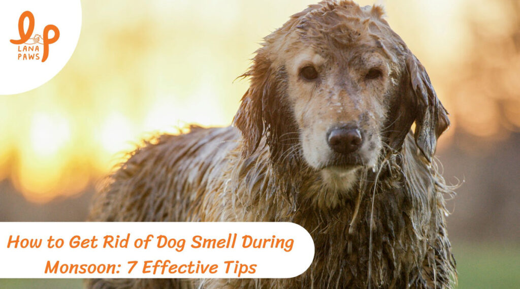 How to Get Rid of Dog Smell During Monsoon