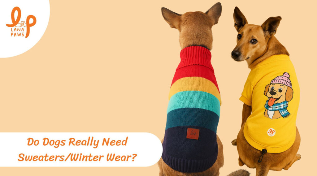 Winter Wear for Dogs Do Indian Dogs Really Need Sweaters