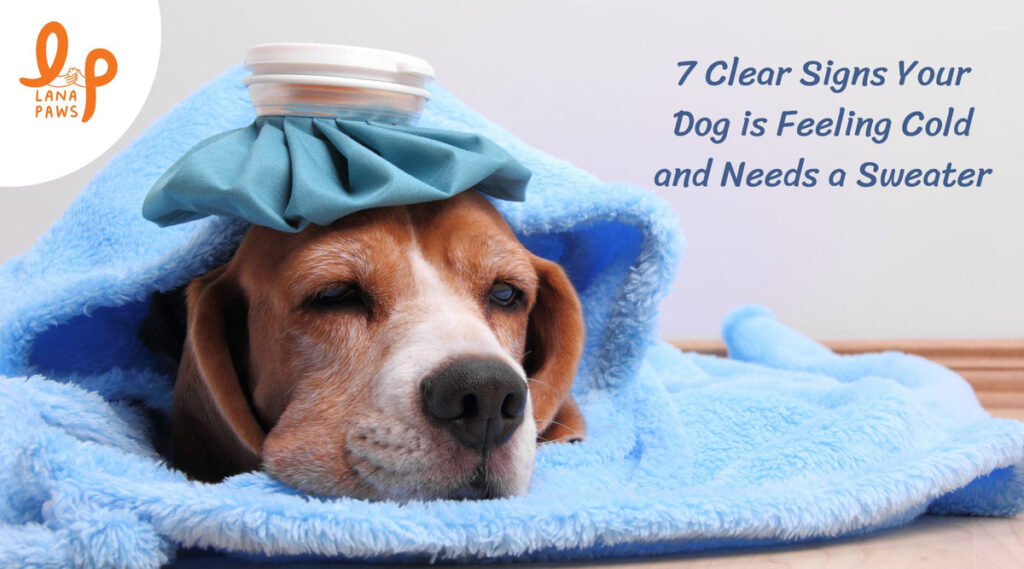 7 Clear Signs Your Dog is Feeling Cold and Needs